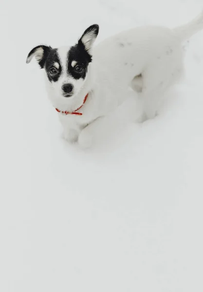 Σκύλος Που Περπατά Ένα Χιόνι Σκεπαστό Κήπο — Φωτογραφία Αρχείου