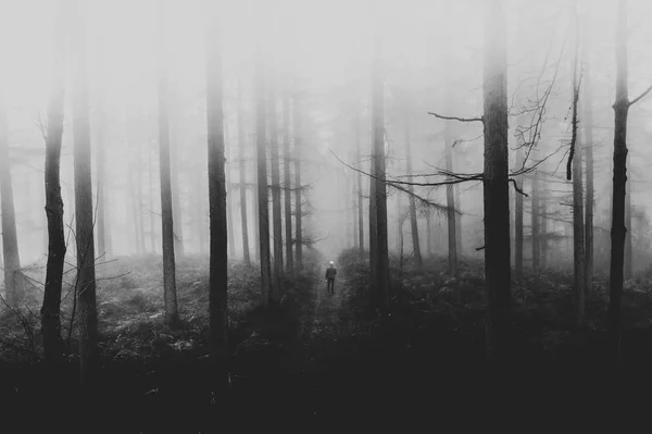 Homme Marchant Dans Les Bois Brumeux — Photo