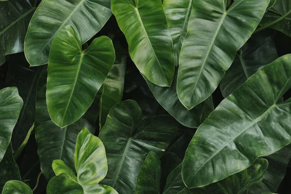 Tropische Anthurium Blatt Texturierten Hintergrund — Stockfoto