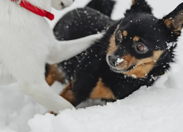 Dogs Playing Snowy Park — Stock Photo, Image