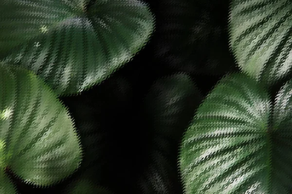 Tropical Philodendron Leaves Textured Background — Stock Photo, Image