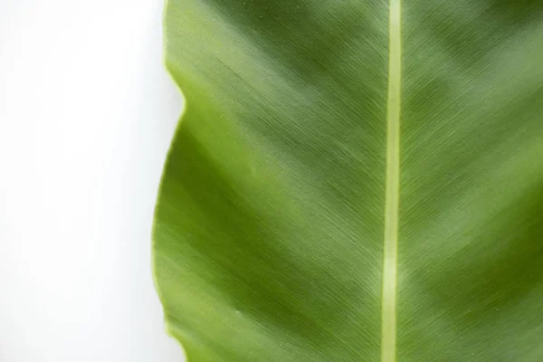 Closeup Bird Nest Fern Leaf — Stock Photo, Image