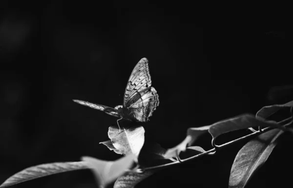 葉の上の小さな Tortoiseshel のクローズ アップ — ストック写真