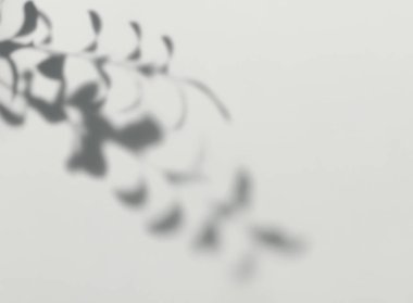 Duvardaki yaprakların gölgesi