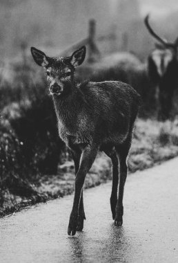 Glen Etive, Iskoçya 'da yolda deers
