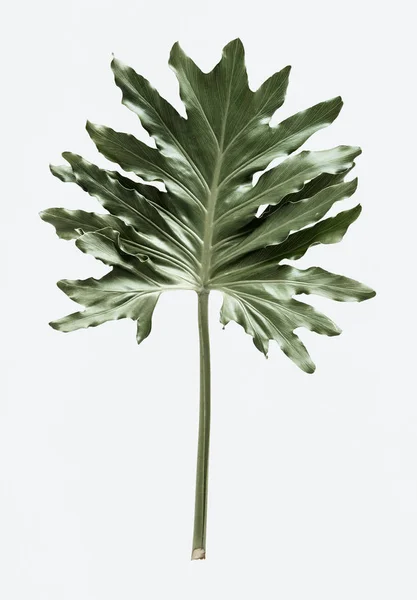 Philodendron Xanadu Folha Sobre Fundo Branco — Fotografia de Stock
