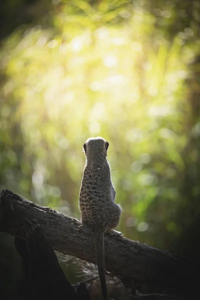 Meerkat Regardant Dans Les Bois — Photo