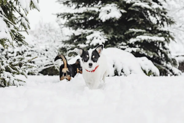 Σκυλιά Που Παίζουν Ένα Χιονισμένο Πάρκο — Φωτογραφία Αρχείου