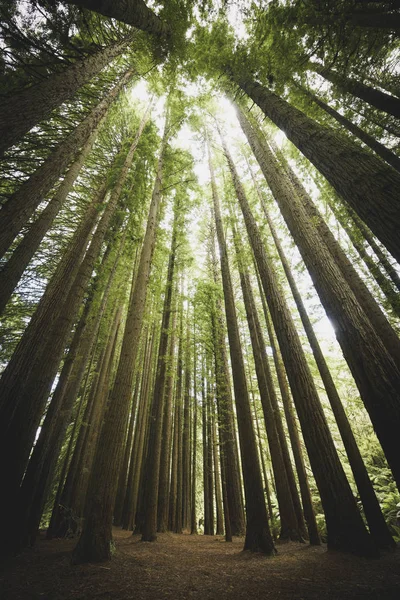 Vista Para Céu Uma Floresta — Fotografia de Stock