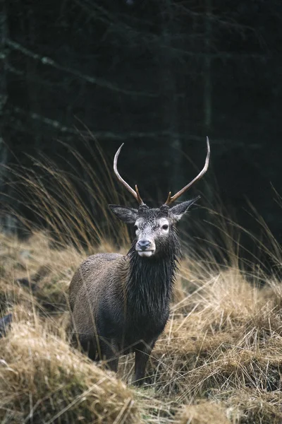 กวางท Glen Etive สกอตแลนด — ภาพถ่ายสต็อก