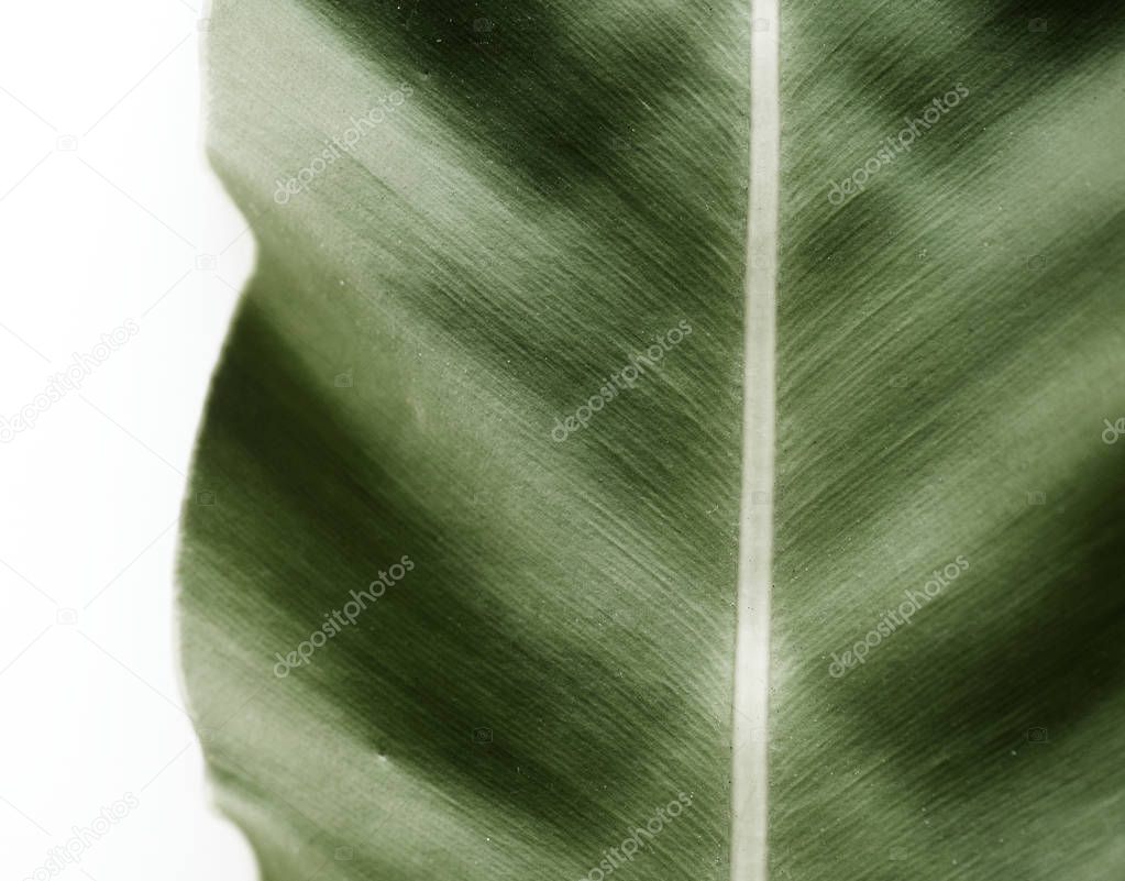 Closeup of bird's-nest fern leaf