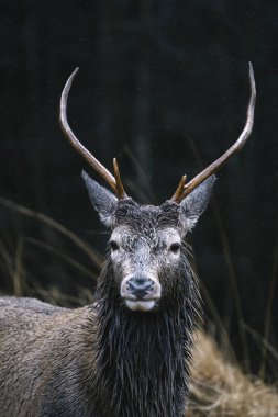 Glen Etive, Iskoçya 'da geyik