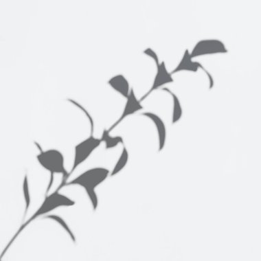 Shadow of leaves on a white wall clipart