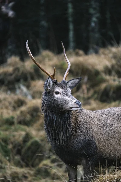 กวางท Glen Etive สกอตแลนด — ภาพถ่ายสต็อก