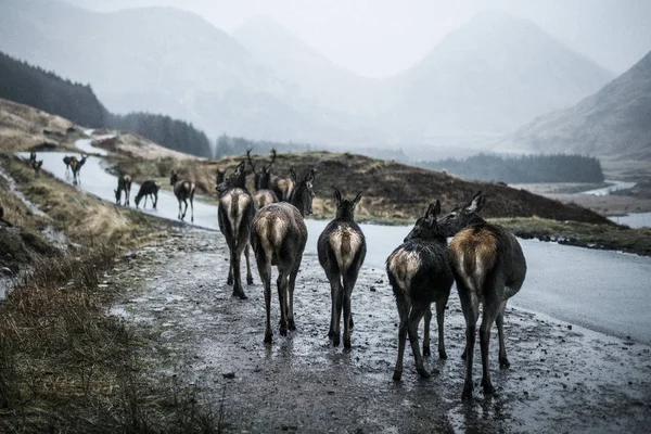 Ciervos Carretera Glen Etive Escocia —  Fotos de Stock