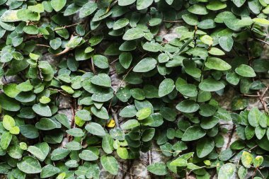 Beton duvar dokulu arka planda yeşil yaprakları