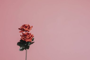 Sevgililer günü için güzel kırmızı gül