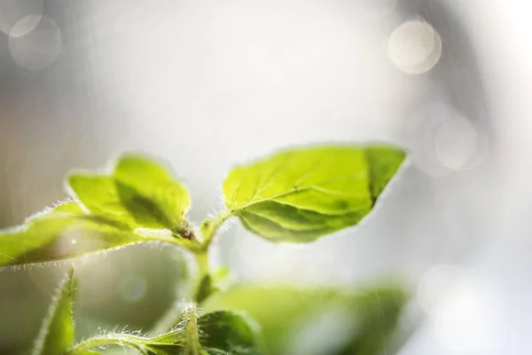 Frische Süße Basilikumkräuter Garten — Stockfoto