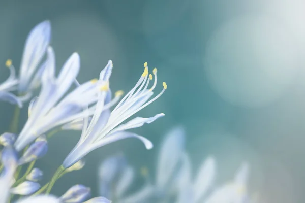 Bleu Agapanthus Flor Jardín Macro Disparo — Foto de Stock