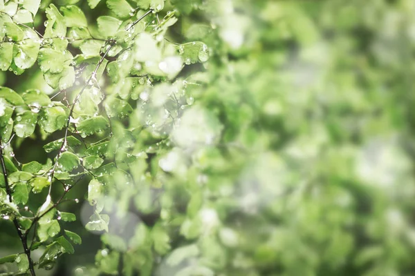 Folhas Verdes Com Fundo Gotas Água — Fotografia de Stock