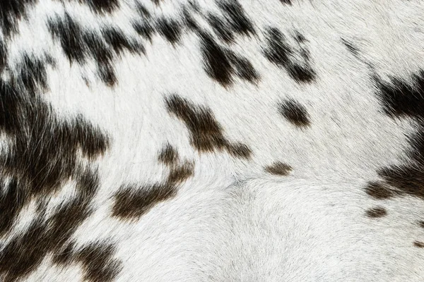 茶色と白牛の毛皮のテクスチャの背景 — ストック写真