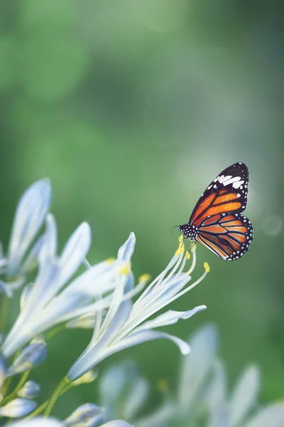 Monarch Butterfly Agapanthus Stamen — Stock Photo, Image