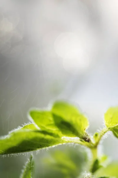 Frische Süße Basilikumkräuter Garten — Stockfoto