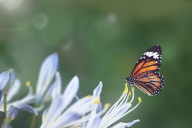 Bir Agapanthus ercik üzerinde Monarch Kelebek
