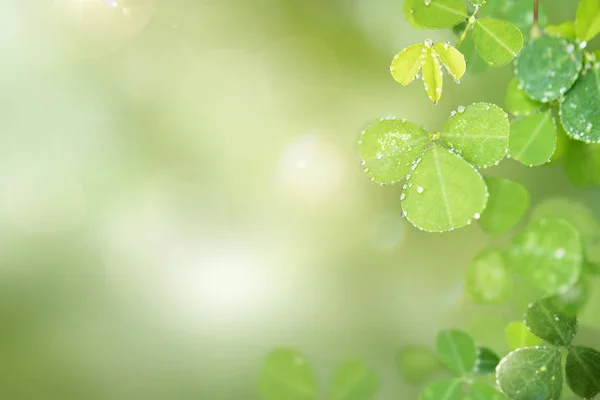 Зелене Листя Водяними Краплями Фону — стокове фото