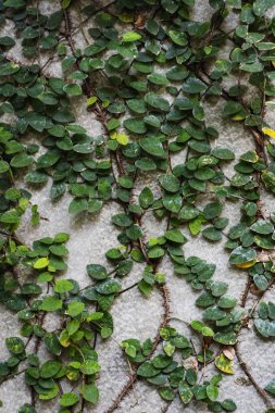 Beton duvar dokulu arka planda yeşil yaprakları