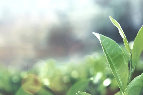 Grüner Tee Blätter Einem Feld — Stockfoto