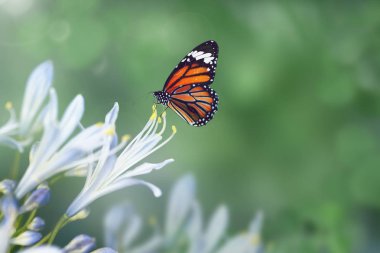Bir Agapanthus ercik üzerinde Monarch Kelebek