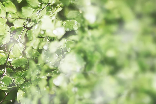 Folhas Verdes Com Fundo Gotas Água — Fotografia de Stock