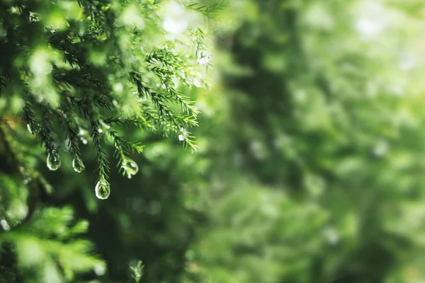 Folhas Pinho Verde Com Fundo Gotas Água — Fotografia de Stock