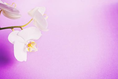 Mor bir arka plan üzerinde Orkide şube