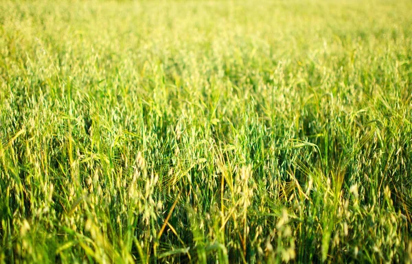 Green wheat field in the sunny day — Stock Photo, Image