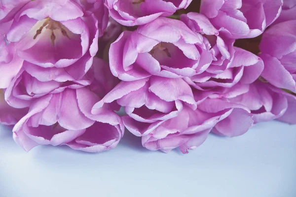 Tulipani viola viola sullo sfondo blu. Copia spazio . — Foto Stock