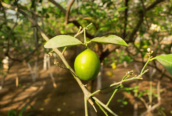 Limón verde en un árbol en un jardín — Foto de Stock