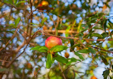 Olgun nar meyve bahçesinde bir ağaç dalına asılı.