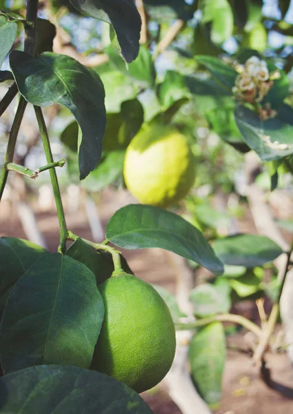 Limones verdes en un árbol en el jardín — Foto de Stock