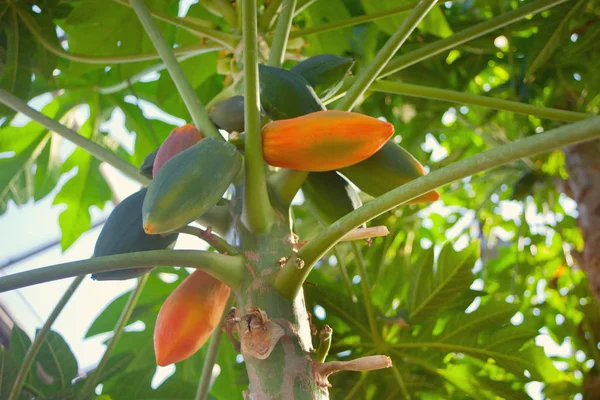 Fruta de mango en un árbol de mango en el jardín — Foto de Stock
