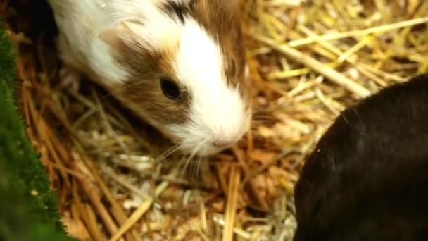 Cute White Brown Guinea Pig Sniffing Another Guinea Pig — Stock Video