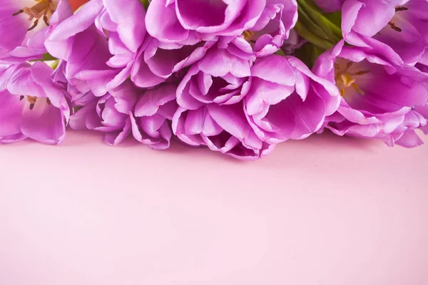 Tulipani viola viola sullo sfondo rosa. Copia spazio . — Foto Stock
