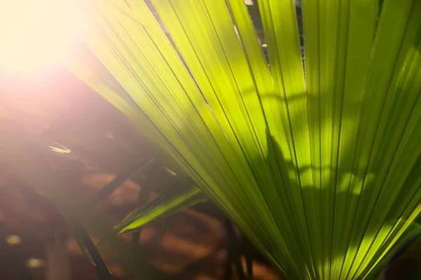Tropical palm leave in a botanical garden — Stock Photo, Image