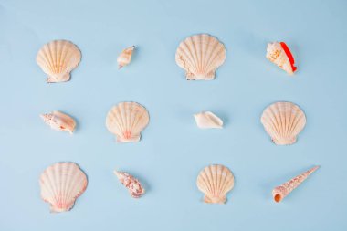 Mavi arka plan üzerinde farklı şekil ve renklerde deniz kabukları satırları geometrik desen. Zarif minimalist tarzı. Yaratıcı poster kartı. Yaz tropikal spa sağlıklı yaşam konsepti