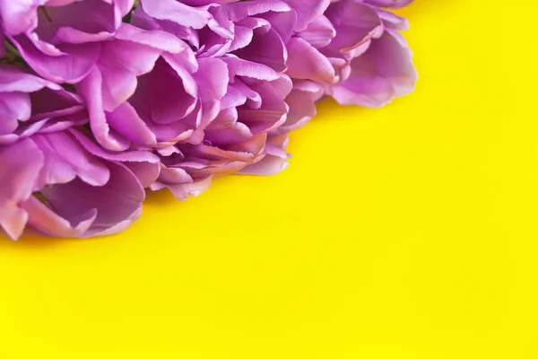 Tulipani viola viola sullo sfondo giallo. Copia spazio . — Foto Stock