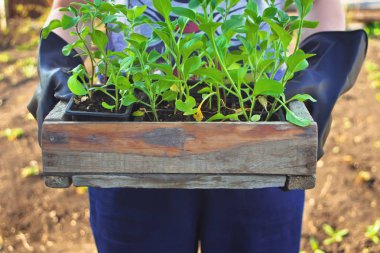 Bahçede ahşap bir kutu içinde genç lahana tutan eldiven kadın elleri.