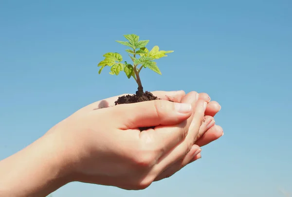 Weibliche Hand hält Sprossen. Tag der Erde retten Umweltkonzept. Förster pflanzt Setzlinge. — Stockfoto