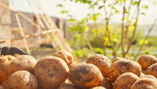 Cultivo de patatas. Sobre el telón de fondo de un jardín . —  Fotos de Stock