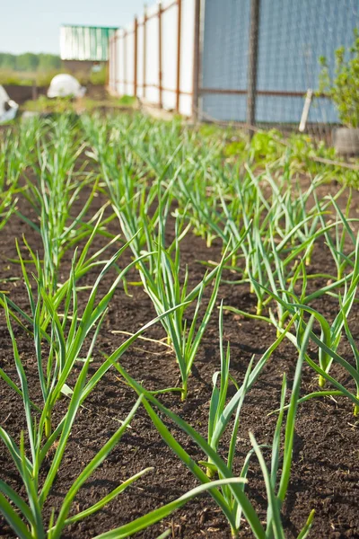 Beds with young onions, rows of green onions, green onions in the ground — Stock Photo, Image